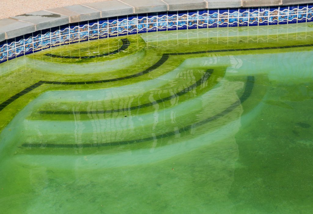 above ground pool water is green